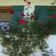 Fassade mit Rosenstrauch