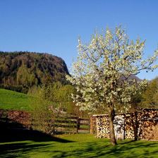 Kirschbaumblüte in unserem Garten