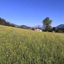 Hansenhof Fieberbrunn Kaiserblick