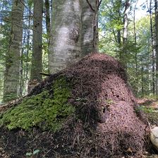Ameisenhaufen