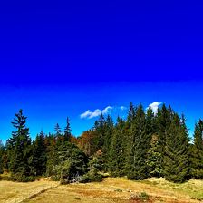 Waldlanschaft Spätsommer