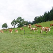 unsere Kühe auf der Sommerweide