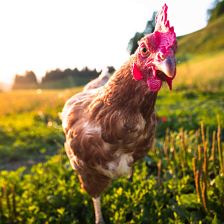 tiere (16)