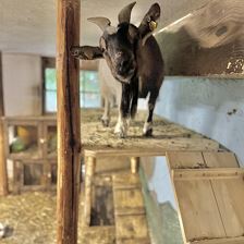 Christine im Kleintierstall (c) Sabrina Schroll