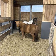 Flocky und Daisy (kein Reiten) (c) Sabrina Schroll