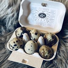 Wachteleier (c) Sabrina Schroll