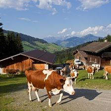 Auf der Alm
