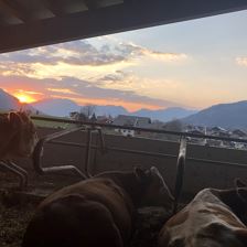 Aussicht der Kühe vom Stall