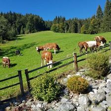 Kühe vorm Steingarten
