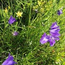 Blumenwiese 1