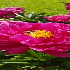 (C) Vordermitterast Apartments | Bauerngarten