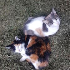 (C) Vordermitterast Apartments | Katzen im Heu