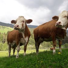 (C) Vordermitterast Apartments | Unsere Milchkühe