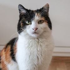 Hofkatze Mimi freut sich auf Streicheleinheiten.