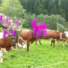 Almabtrieb im Herbst