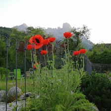 Tischlerhof Wilder Kaiser Kirchdorf in Tirol