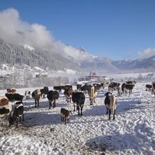 Unsere Kühe und Kälber