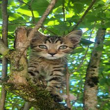 Katze Charly