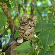 Katze Felix