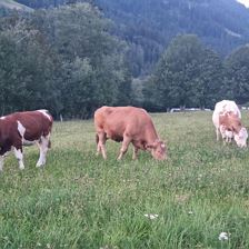 Kühe auf der Weide