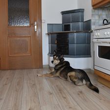 Apartment Lopez - Küche mit Hund Adi