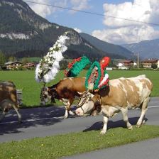 Herbststimmung Almabtrieb