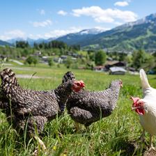 Urlaub am Bauernhof am Wilden Kaiser