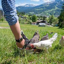 Urlaub auf den Bauernhof in Tirol