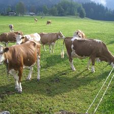 Kühe