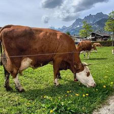 Glückliche_Kühe