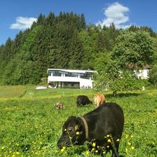 Designappartement Apfeldorf