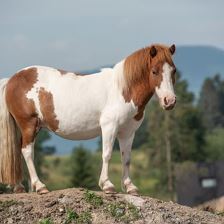 Ponies zum putzen und streicheln