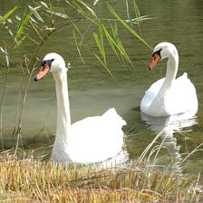 Schwäne im Pillersee