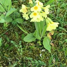 Der Frühling ist da