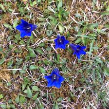 Enzian gleich am Haus