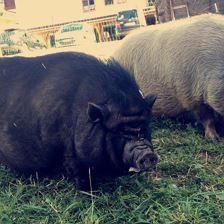 Schweine Guido und Lola