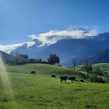 Steinberge mit Kühe
