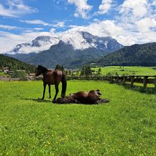 Ponys