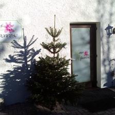 Christbäumchen