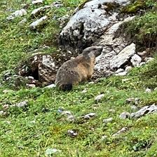 Murmeltier auf der Steinplatte