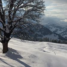winter-kitzbueheler-alpen-baum-im-schnee