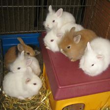 Kaninchen zum Streicheln