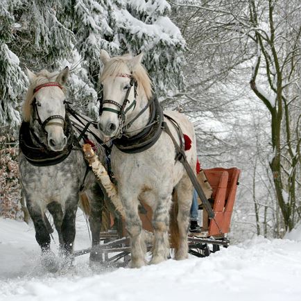 Horse-drawn sleigh rides  