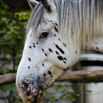 Ausreiten am Unterrainhof