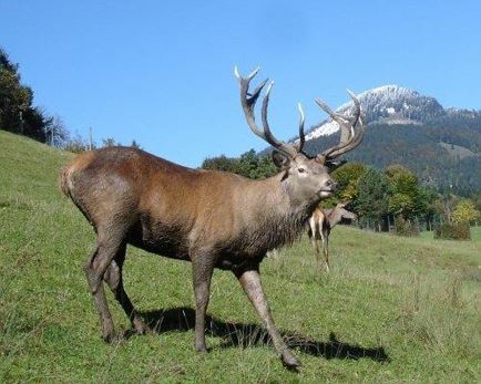 Wildpark Wildbichl