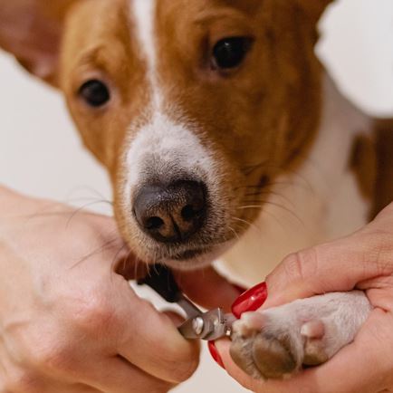 4 paws dog salon