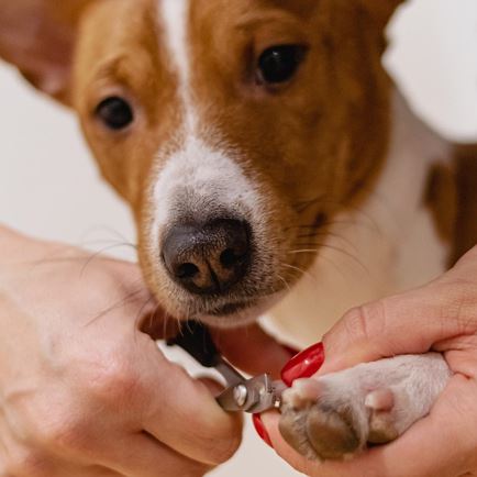 4 Pfötchen Hundesalon