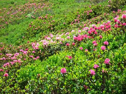 Alpenrosensteig  - Rhododendron Tour