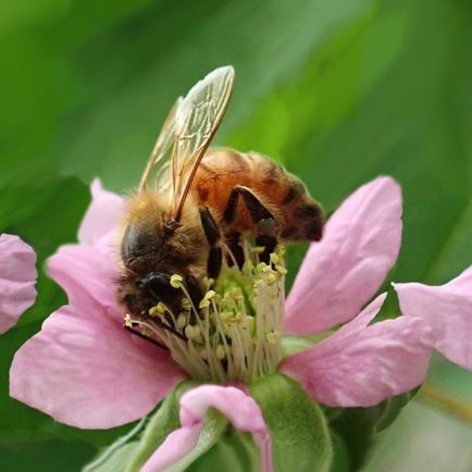 Bienen auf Blumen - Region St. Johann in Tirol.jpg