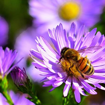 Biene auf Blume - Region St. Johann in Tirol.jpg